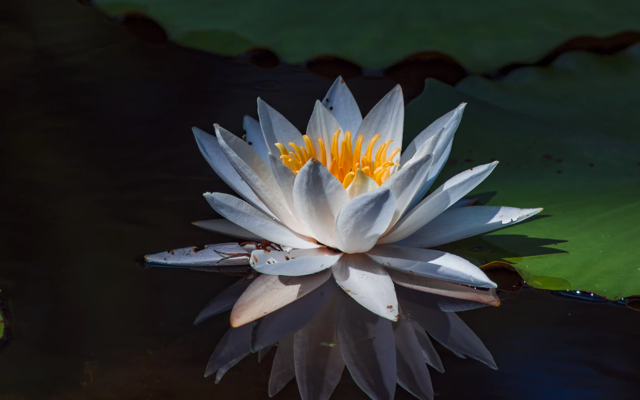 A white flower with a yellow center sitting in water, along with lilypads in the top right corner.